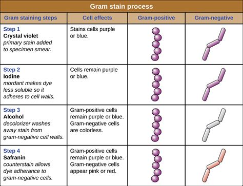 gram stain results table